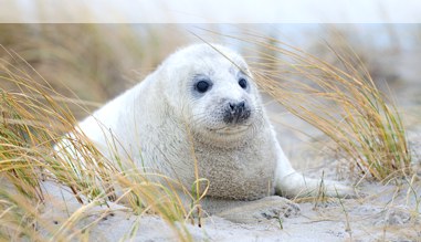 Baby Robbe auf Helgoland