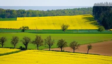 Rapsfeld in Hessen