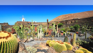 Kakteengarten auf Lanzarote