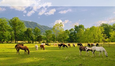 Smoky Mountains National Park, Tennessee