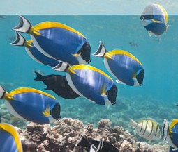 Tauchen am Great Barrier Reef vor Airlie Beach Tauchen am Great Barrier Reef vor Airlie Beach