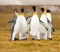 Pinguine auf den Falklandinseln