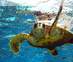 Wasser-Schildkröte vor Fiji