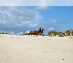 Ausritt auf Norderney am Strand