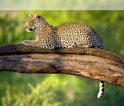 Leopard im Serengeti Nationalpark in Tansania