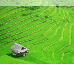Reis-Terrassen in Vietnam